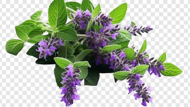 Bunga Thyme. (Freepik)