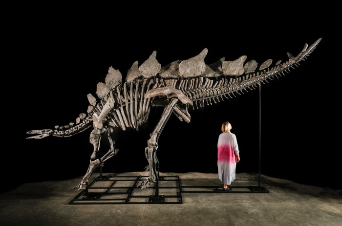 Fosil Stegosaurus Pecahkan Rekor Terjual Rp 720 Miliar