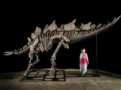 Fosil Stegosaurus di Pelelangan New York Terjual Rp 720 Miliar
