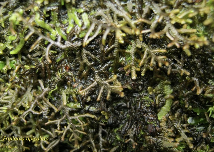 Frullania apiculata menempel pada batang pohon di hutan