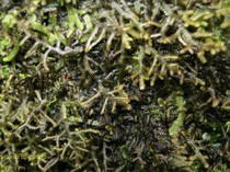 Hati-hati! Jangan Sentuh Lumut Ini, Bisa Bikin Alergi