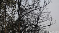 Pantauan detikcom di lokasi, Kamis (18/7/2024) terlihat lokasi bangunan lapak hangus terbakar. Kebakaran menyisakan atap seng dari lapak. Sejumlah pohon di sekitar lapak terlihat hangus.  