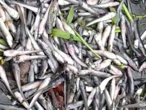 Banyak Lele Ternak di Kota Pasuruan Mati Dampak Bediding