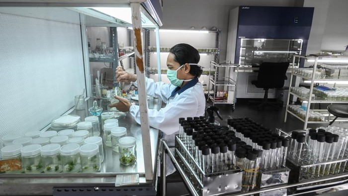 Petugas laboratorium mengecek pertumbuhan tanaman di dalam botol di laboratorium Unit Pengelola Pengembangan Tanaman Perkotaan (UPPTP) Dinas Pertamanan dan Hutan Kota (Distamhut) DKI di Jagakarsa, Jakarta, Kamis (18/7/2024). Pengembangan tanaman dengan kultur jaringan merupakan teknik perbanyakan tanaman dengan menumbuhkan sel, jaringan, atau organ tanaman pada media tertentu dengan kondisi steril agar pertumbuhannya lebih efektif dan efisien. ANTARA FOTO/Rivan Awal Lingga/nym.