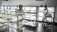 Petugas laboratorium mengecek pertumbuhan tanaman di dalam botol di laboratorium Unit Pengelola Pengembangan Tanaman Perkotaan (UPPTP) Dinas Pertamanan dan Hutan Kota (Distamhut) DKI di Jagakarsa, Jakarta, Kamis (18/7/2024).