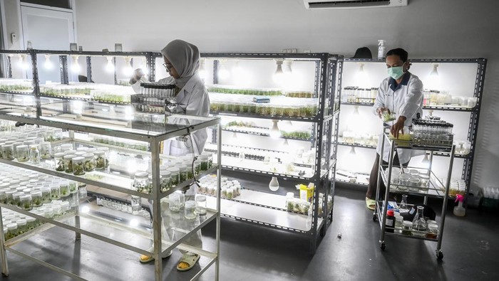 Melihat Pengembangan Tanaman Melalui Kultur Jaringan Petugas laboratorium mengecek pertumbuhan tanaman di dalam botol di laboratorium Unit Pengelola Pengembangan Tanaman Perkotaan (UPPTP) Dinas Pertamanan dan Hutan Kota (Distamhut) DKI di Jagakarsa, Jakarta, Kamis (18/7/2024). Pengembangan tanaman dengan kultur jaringan merupakan teknik perbanyakan tanaman dengan menumbuhkan sel, jaringan, atau organ tanaman pada media tertentu dengan kondisi steril agar pertumbuhannya lebih efektif dan efisien. ANTARA FOTO/Rivan Awal Lingga/nym.