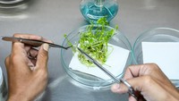 Petugas laboratorium melakukan subkultur multifikasi tanaman.  