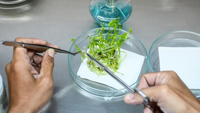 Petugas laboratorium mengecek pertumbuhan tanaman di dalam botol di laboratorium Unit Pengelola Pengembangan Tanaman Perkotaan (UPPTP) Dinas Pertamanan dan Hutan Kota (Distamhut) DKI di Jagakarsa, Jakarta, Kamis (18/7/2024). Pengembangan tanaman dengan kultur jaringan merupakan teknik perbanyakan tanaman dengan menumbuhkan sel, jaringan, atau organ tanaman pada media tertentu dengan kondisi steril agar pertumbuhannya lebih efektif dan efisien. ANTARA FOTO/Rivan Awal Lingga/nym.
