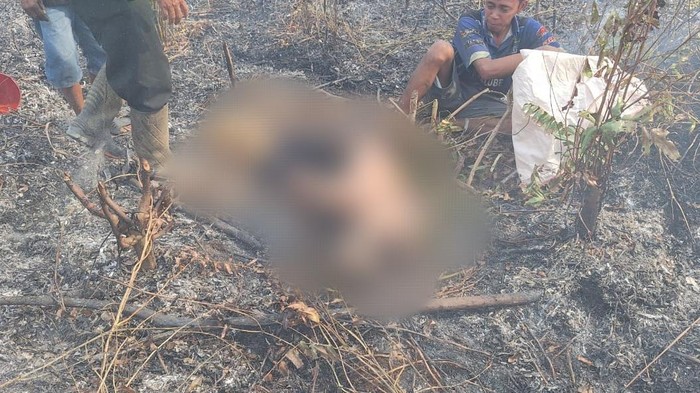 Muhadi tewas terjebak api saat membuka lahan sawit dengan cara dibakar.