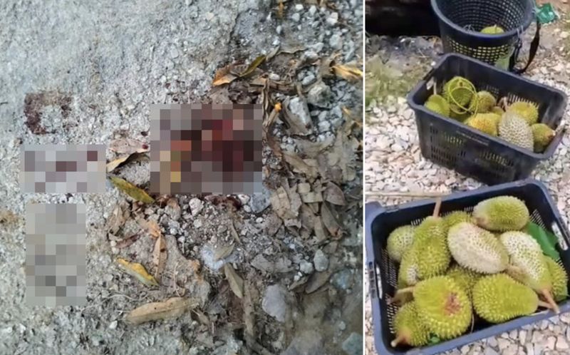Parah! 12 Pencuri Serang Petani dan Rampas Durian Rp 10 Juta