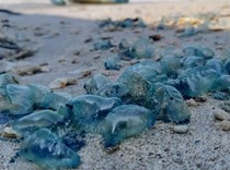 Belasan Orang Tersengat Ubur-ubur di Pantai Gunungkidul Hari Ini