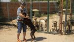 Populasi Anjing Liar di Turki Makin Marak, Pemerintah Usulkan Suntik Mati