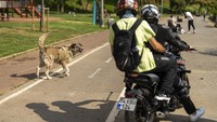 Anjing juga disebut sebagai penyebab 3.544 kecelakaan di jalan selama lima tahun terakhir oleh pemerintah Turki. Atas kejadian ini 55 orang tewas dan lebih dari 5.000 orang terluka.  