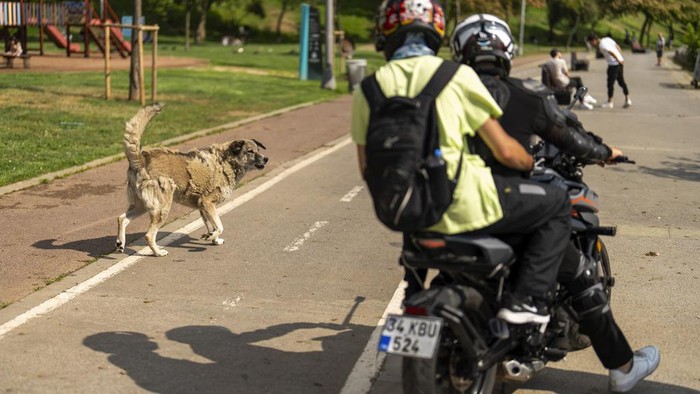 Populasi Anjing Liar di Turki Makin Marak, Pemerintah Usulkan Suntik Mati A woman feeds a stray dog in Kadikoy neighbourhood in Istanbul, Turkey, Saturday, July 6, 2024. A Turkish parliamentary commission on Wednesday began a tense debate on a bill designed to manage the country's large stray dog population which animal rights advocates fear could result in the widespread killing of the animals. (AP Photo/Francisco Seco)