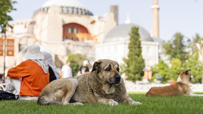 A woman feeds a stray dog in Kadikoy neighbourhood in Istanbul, Turkey, Saturday, July 6, 2024. A Turkish parliamentary commission on Wednesday began a tense debate on a bill designed to manage the country's large stray dog population which animal rights advocates fear could result in the widespread killing of the animals. (AP Photo/Francisco Seco)