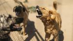 Populasi Anjing Liar di Turki Makin Marak, Pemerintah Usulkan Suntik Mati