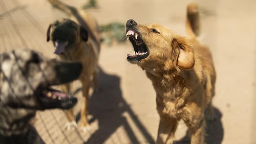 A woman feeds a stray dog in Kadikoy neighbourhood in Istanbul, Turkey, Saturday, July 6, 2024. A Turkish parliamentary commission on Wednesday began a tense debate on a bill designed to manage the countrys large stray dog population which animal rights advocates fear could result in the widespread killing of the animals. (AP Photo/Francisco Seco)