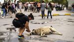 Populasi Anjing Liar di Turki Makin Marak, Pemerintah Usulkan Suntik Mati