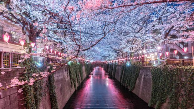 Sungai Meguro di Tokyo yang dikelilingi oleh pohon-pohon bunga sakura yang mekar.