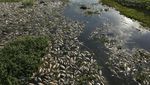 Ribuan Ikan Mati di Sungai Brasil Imbas Tercemar Limbah
