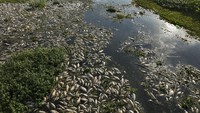 Pihak berwenang melaporkan adanya dugaan pembuangan limbah industri secara ilegal dari sebuah pabrik gula dan etanol.
