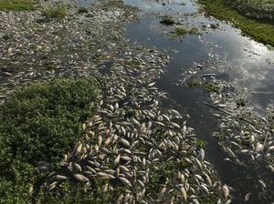 Ribuan Ikan di Sungai Brasil Mati gegara Air Tercemar Limbah