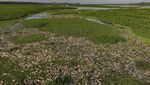Ribuan Ikan Mati di Sungai Brasil Imbas Tercemar Limbah