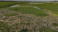 Ribuan ikan mati tergeletak di tepian Sungai Piracicaba di kawasan pedesaan Piracicaba, negara bagian Sao Paulo, Brasil, Rabu (17/7/2024).
