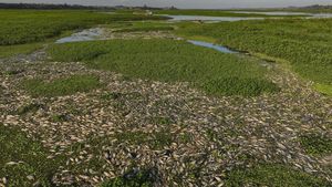 Ribuan Ikan Mati di Sungai Brasil Imbas Tercemar Limbah