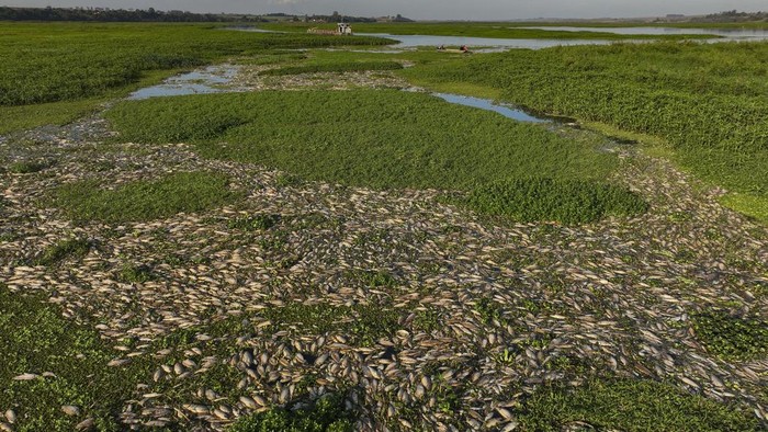 Tercemar Limbah, Ribuan Ikan Mati di Sungai Brasil Fisherman Alan Belucci, 48, inspects dead fish on the banks of the Piracicaba River in a rural area of Piracicaba, Sao Paulo state, Brazil, Wednesday, July 17, 2024. The state's environmental agency alleges that the cause of their death is irregular dumping of industrial waste into the river. (AP Photo/Andre Penner)