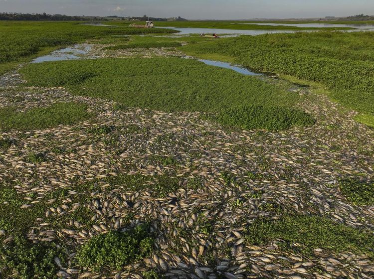 Ribuan Ikan Mati di Sungai Brasil Imbas Tercemar Limbah