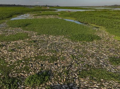 Ribuan Ikan Mati di Sungai Brasil Imbas Tercemar Limbah