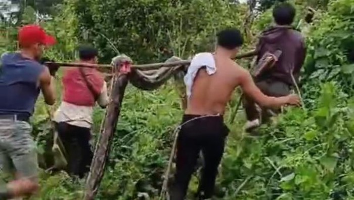 Ular piton 7 meter mati ditebas warga usai masuk ke kebun di Polman.