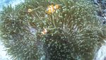 Usaha Melindungi Terumbu Karang di Raja Ampat