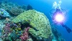 Usaha Melindungi Terumbu Karang di Raja Ampat