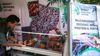 Seorang warga memberi makan ayam dengan maggot.  