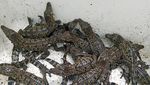 106 Telur Buaya Langka Ditemukan di Kamboja, Ini Penampakannya