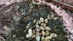 106 Telur Buaya Langka Ditemukan di Kamboja, Ini Penampakannya