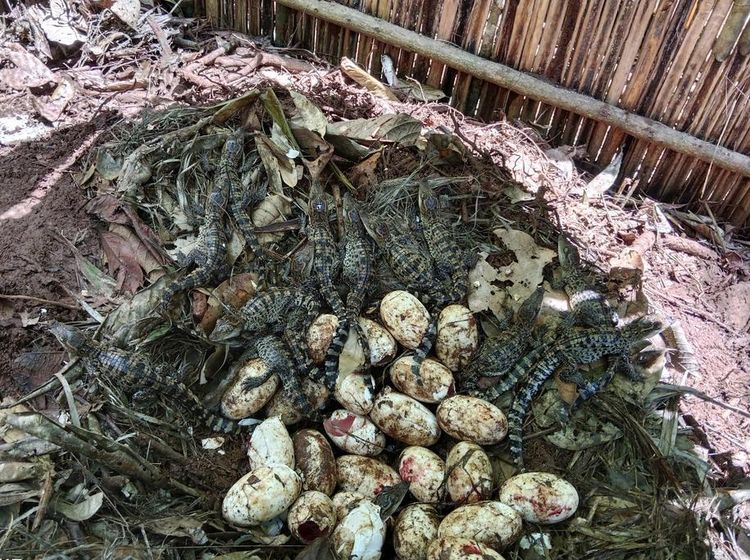 106 Telur Buaya Langka Ditemukan di Kamboja, Ini Penampakannya