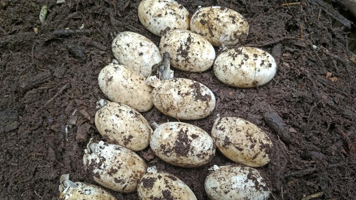 Eggs of a rare Siamese crocodile species hatch in Cardamom National Park in June, 2024. (Bros Pov/Fauna & Flora via AP)