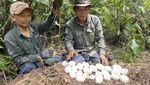 106 Telur Buaya Langka Ditemukan di Kamboja, Ini Penampakannya