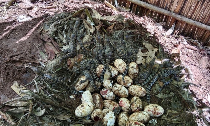 Buaya siam di Kamboja