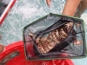 Dosen Unpad: Budidaya Lobster KJA di Pangandaran Tak Ganggu Ekosistem