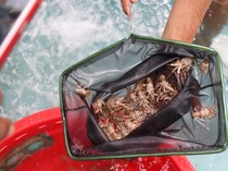 Dosen Unpad: Budidaya Lobster KJA di Pangandaran Tak Ganggu Ekosistem