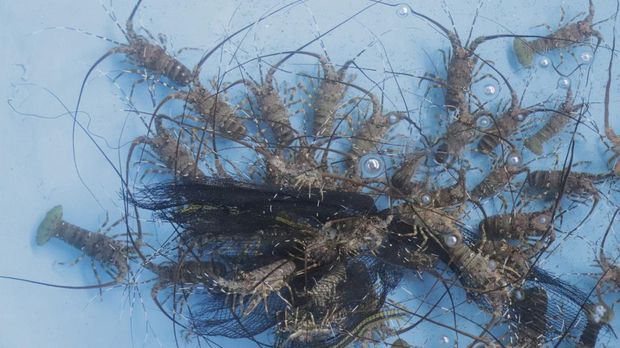 Budidaya Lobster