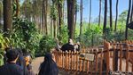 Susur Hutan Ramah Keluarga di Kaki Gunung Arjuno