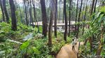 Susur Hutan Ramah Keluarga di Kaki Gunung Arjuno
