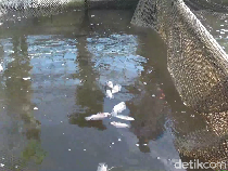 Petani Lumajang Rugi Puluhan Juta Dampak Ribuan Ikan Mati gegara Bediding