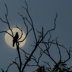 Bahkan Putar Suara Burung Harus Bayar Pajak