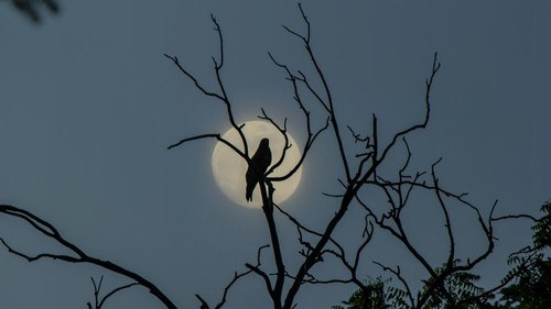 Ilustrasi burung di malam hari